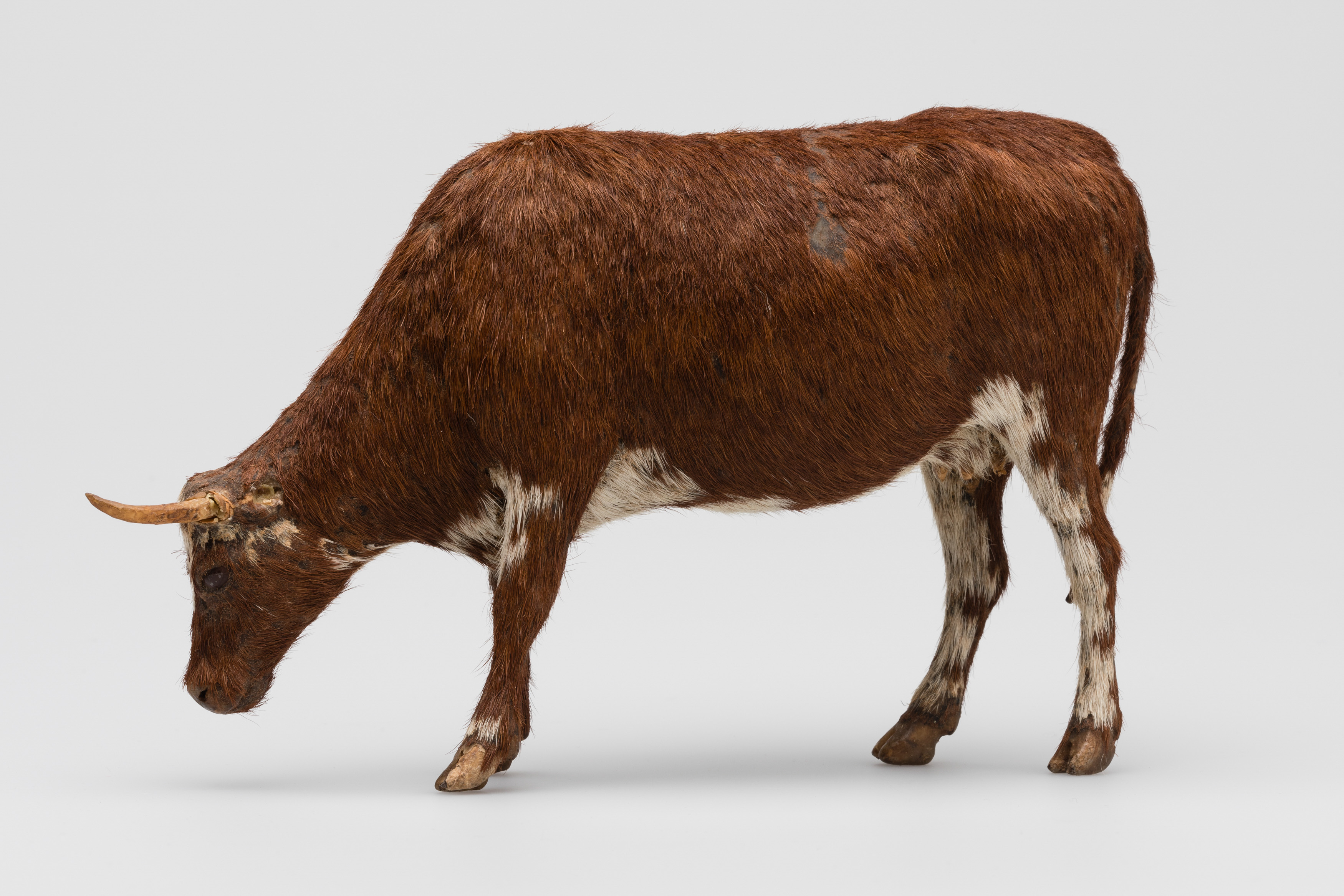 Realistic model of a cow, complete with horns and hair coat.